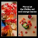  LEGO 10348 Botanicals Japanese Red Maple  Bonsai Tree Building Set (4).webp