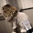 n6dsqktccgzp.webp